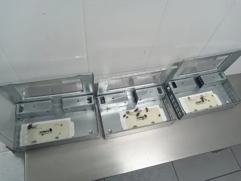 Trampeo y monitoreo - evidencia 6